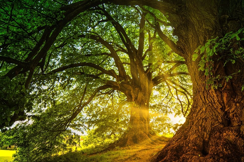 Enchanted Wildlife