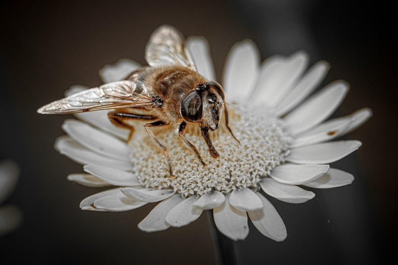 Bee