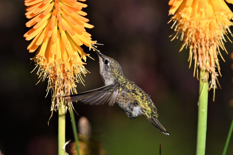 Hummingbird